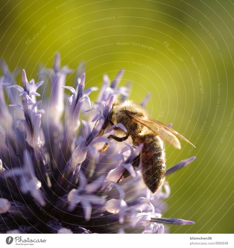In the evening sun Animal Farm animal Wild animal Bee Honey bee Insect Wing Pelt To feed Carrying Small Natural Beautiful Feminine Blossoming globe thistle