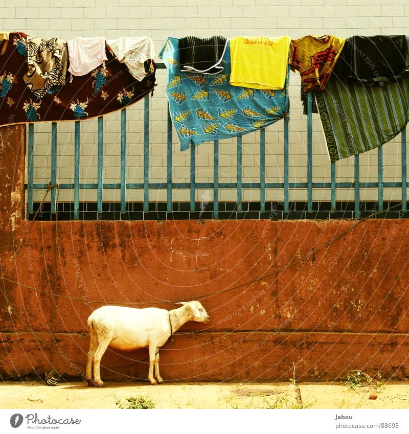 Guinean Laundry Africa Sheep Goats Brown Wall (barrier) Jabou