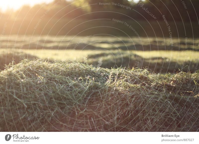 Freshly mown grass in the evening sun Agriculture Forestry Nature Plant Sun Sunrise Sunset Sunlight Spring Summer Beautiful weather Grass Agricultural crop