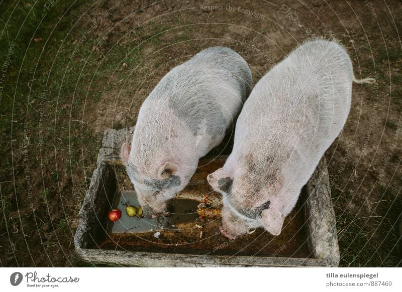 Resolution für´s new year: less food! Nature Meadow Animal Farm animal Swine 2 Eating Dark Pot-bellied pig Dappled Apple Pear Feeding area Tub Back Colour photo
