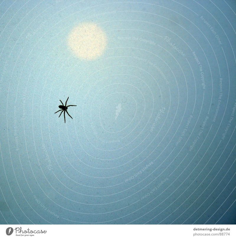 spider in the sunset* Spider Sunset Pane Frosted glass Insect Light blue Bright yellow Yellow Animal Progress Crawl Disgust Fear Creepy Dangerous Glass 8 legs