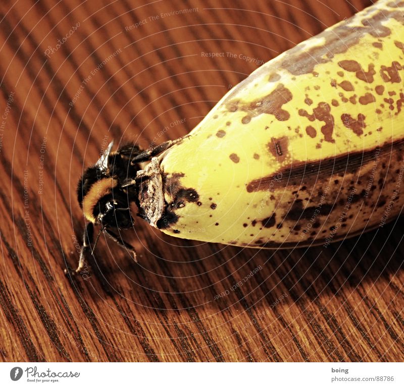 According to the laws of aerodynamics ... to fly Banana Fruit Bumble bee Bee Insect Flying Hospitality Wasps dormant To hibernate Bowl