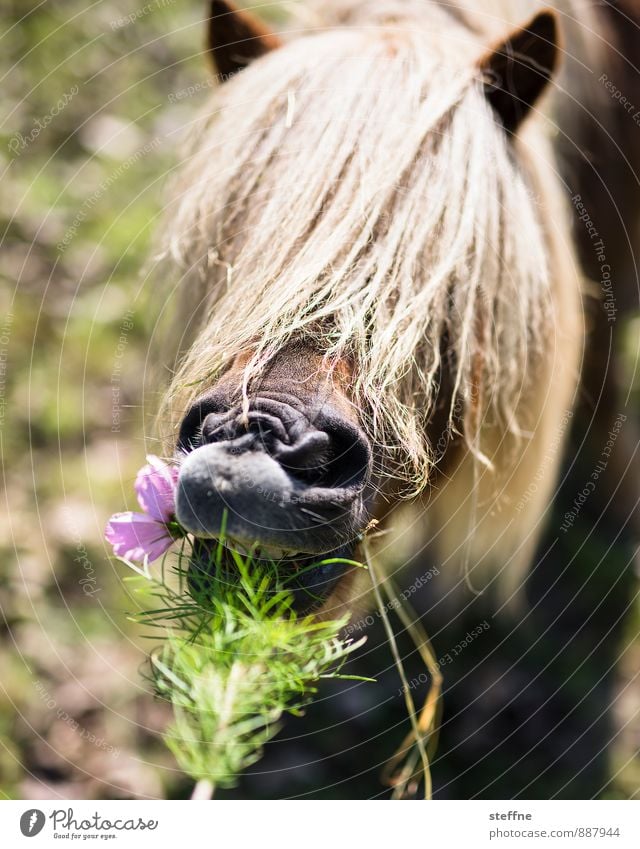 Life is not a pony farm Sunlight Spring Summer Autumn Flower Animal Horse 1 To feed Feeding Pony Bangs Mane Colour photo Animal portrait