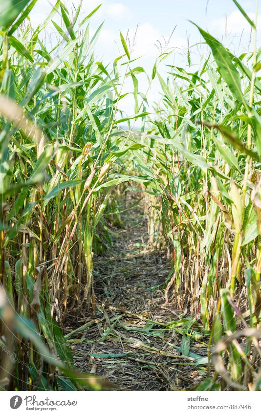 beaten path Autumn Agricultural crop Maize Maize field Eating Maze Lanes & trails Harvest Colour photo Exterior shot