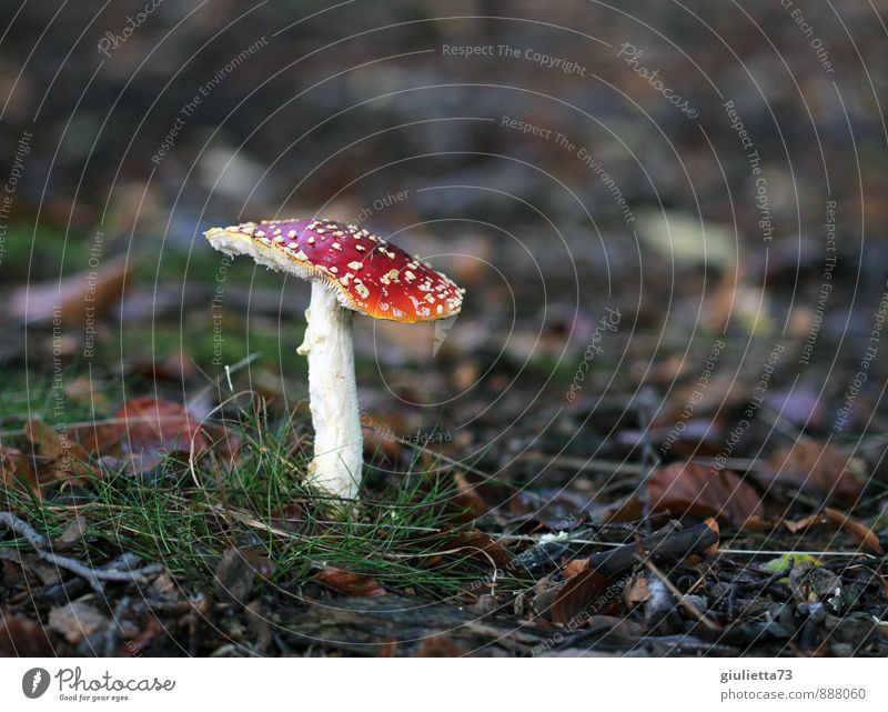 Fly agaric in autumn leaves Nature Earth Autumn Plant Wild plant Mushroom Park Forest Sign naturally Brown Green Red White Amanita mushroom Poison Caution