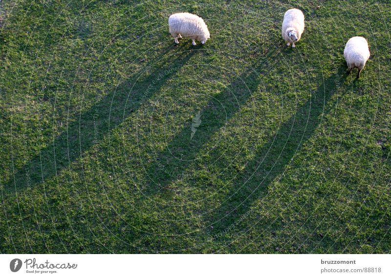Giants on the Rhine meadows Sheep Meadow Paunch Herdsman Grass Wool Lamb Buck Mow the lawn Shadow sheep's milk ungulates cib scrapie foot-and-mouth disease