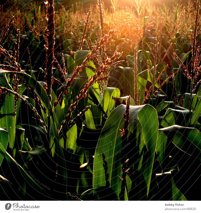 There's corn. Plant Light Green Morning Evening Dark Agriculture Nature Maize Sun Bright Organic produce Harvest