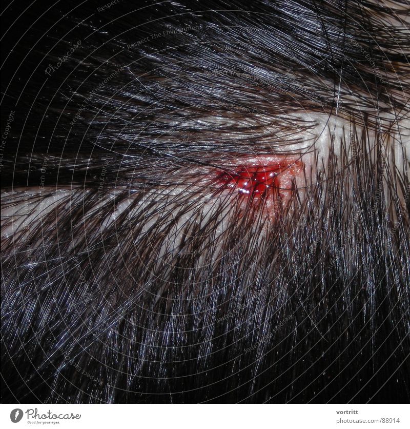 shot in the head Wound Near Disgust Hair and hairstyles Blood