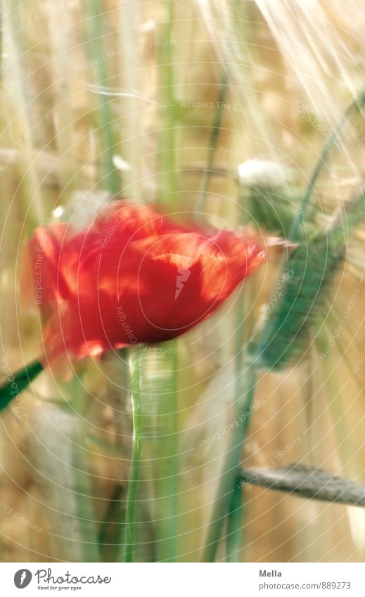 poppy Agriculture Forestry Environment Nature Plant Summer Flower Blossom Poppy Poppy blossom Grain Blade of grass Field Movement Blossoming Natural Transience