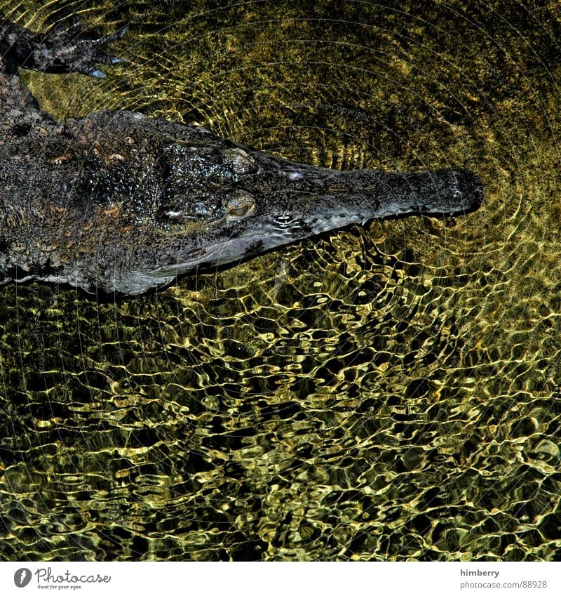 crocodile dundee Crocodile Aquarium Camouflage Camouflage colour Zoo Animal Dangerous Carnivore Reptiles South America River Brook Water Threat archosaur