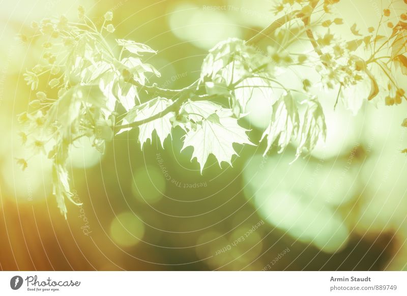 Branch - Backlight - Bokeh Harmonious Nature Plant Air Spring Summer Beautiful weather Tree Maple tree Leaf Forest Blossoming Growth Esthetic Fantastic