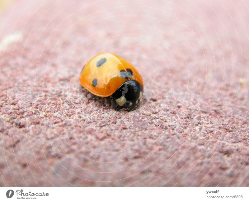 ladybug Macro (Extreme close-up) red