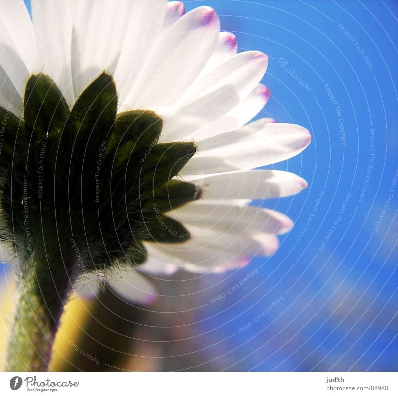 ant's perspective Flower Daisy Spring Meadow Blossom Grass White Green Flower meadow Sky Garden Blue Nature