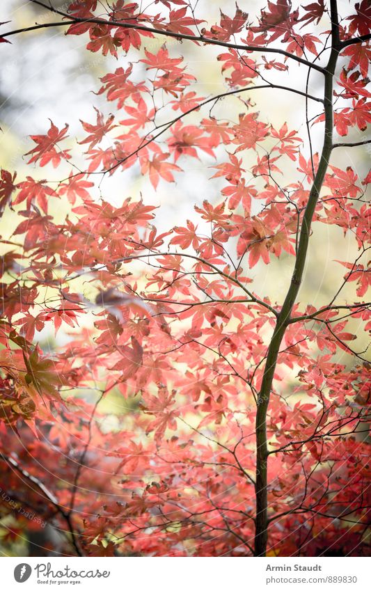 autumn leaves remained on the tree Nature Plant Air Autumn Tree Leaf Park Forest Esthetic Authentic Kitsch Natural Positive Beautiful Red Moody Romance Dream