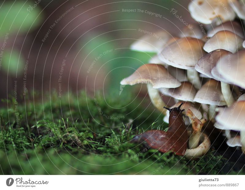 mushroom meal Environment Nature Autumn Plant Wild plant Mushroom Forest Animal Snail 1 Relaxation Eating Disgust Slimy Brown Green Serene Calm Crawl