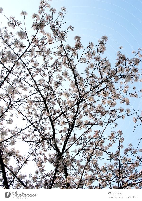 Cherry Blossom II Tree Bielefeld Flower Spring Plant Pink Jump Sky Branch Bud Nature Twig