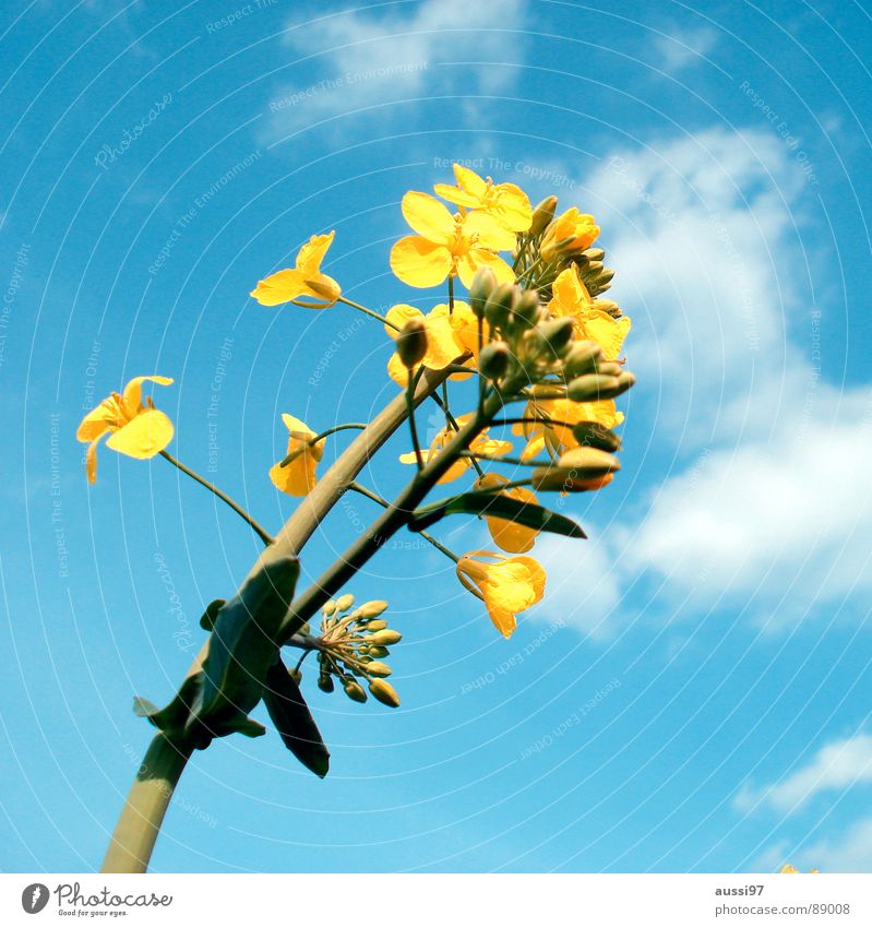 Summer threatens I Flower Wake up Yellow Sunlight Field Botany Plant Blue Sky