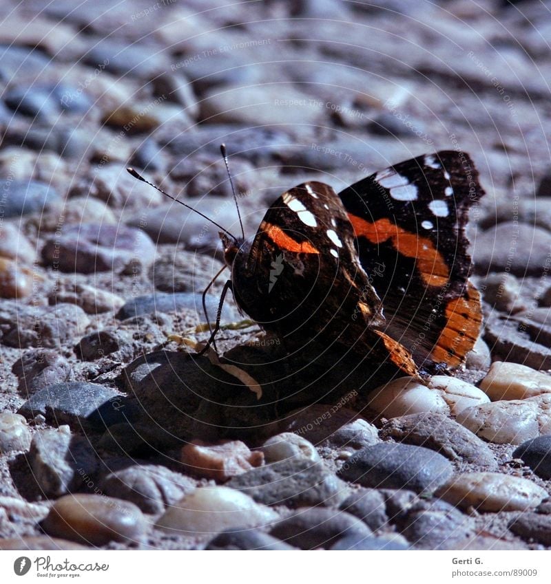 sum like it HoT Butterfly Hot Physics Sunbathing Asphalt Relaxation Stay Feeler Insect Black White Pattern Red admiral Stone Minerals Summer Warmth sunbath