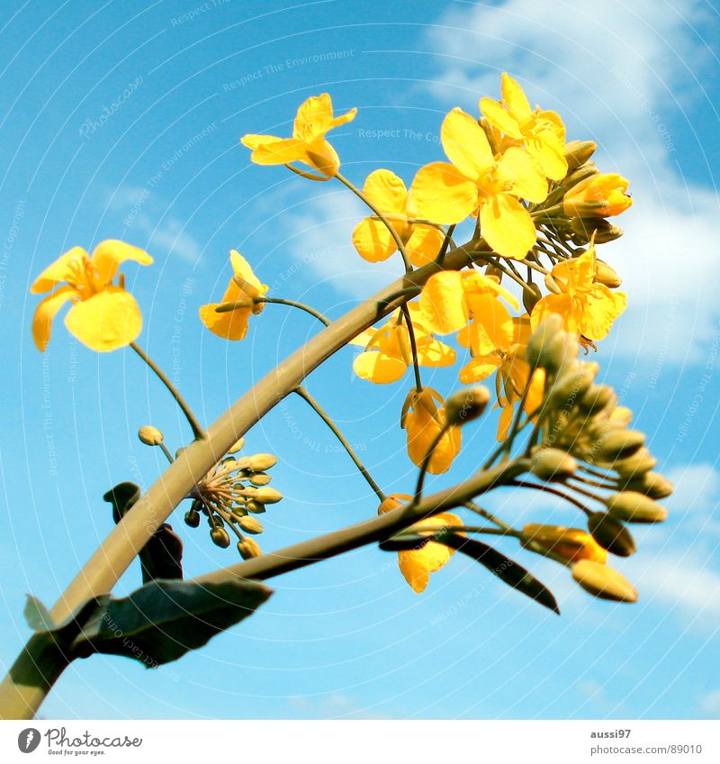 Summer threatens II Flower Wake up Yellow Sunlight Field Botany Plant Blue Sky