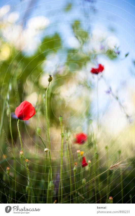 roadside flora Environment Nature Plant Sky Sunlight Summer Beautiful weather Flower Grass Blossom Foliage plant Poppy Poppy blossom Meadow Blossoming Growth