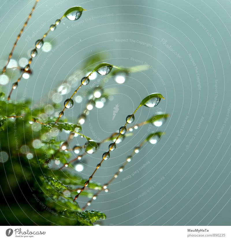 Water drops and plant Nature Plant Elements Earth Drops of water Spring Autumn Climate Bad weather Fog Rain Tree Moss Garden Park Field Forest Emotions