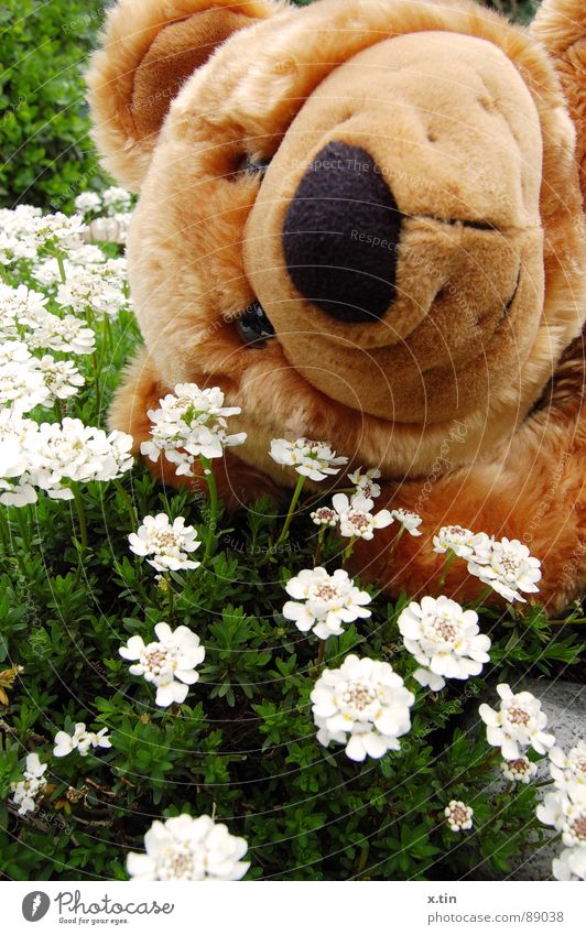 Bruno shows spring fever Teddy bear Spring Flower meadow Cuddling Soft Sweet bruno Bear Garden Infancy Cuddly Smiling Nose Close-up Exterior shot Deserted Plush