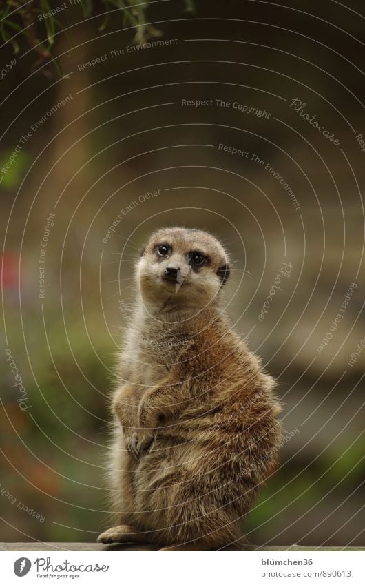 What are you doing, man? Animal Wild animal Animal face Pelt Paw Meerkat Mammal Land-based carnivore Mongoose Observe Crouch Looking Stand Brash Funny Curiosity