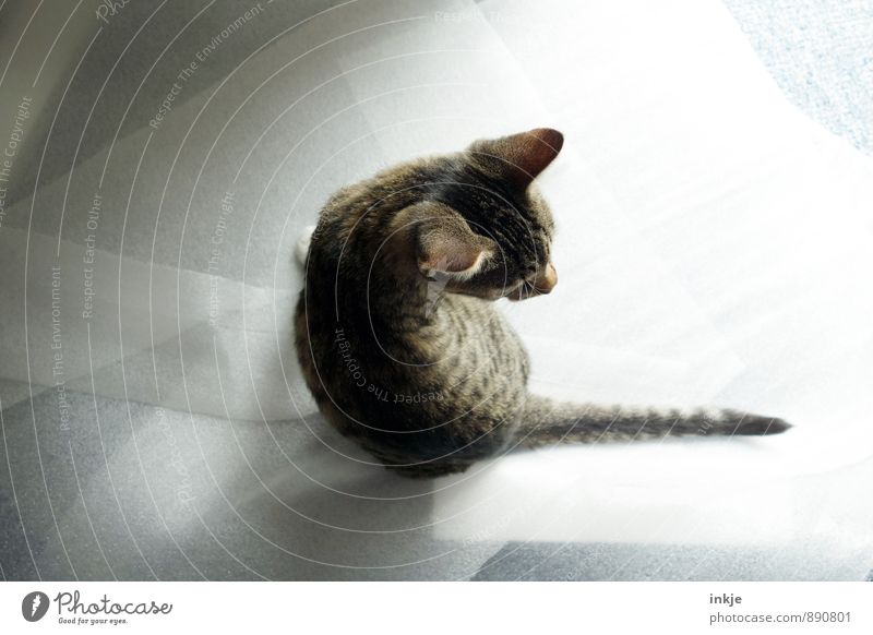 U-Turn Pet Cat 1 Animal Baby animal Crouch Bright Small Cute Rotate Backwards Look back Colour photo Interior shot Close-up Deserted Neutral Background Day