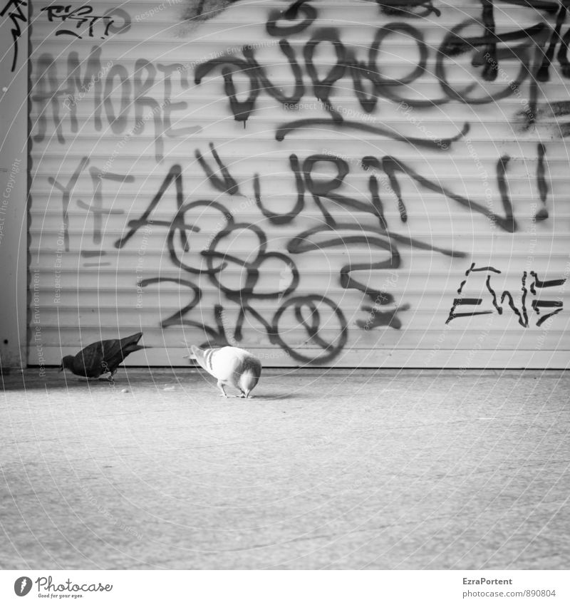 Love/Pigeons/Elimination Lifestyle Style Train station Gate Animal Wild animal 2 Pair of animals Sign Characters Graffiti To feed Black White Muddled Urine