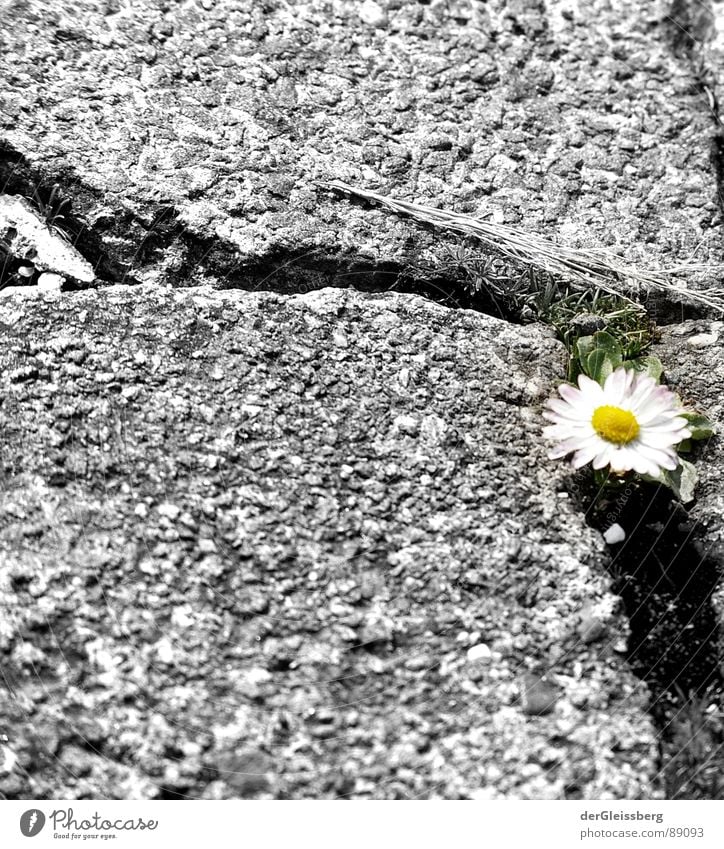 Urban niche existence Flower Daisy Sidewalk Plant Yellow Green White Gray Cold Force Nature Life Power Spring Lanes & trails Crack & Rip & Tear Column sneeze