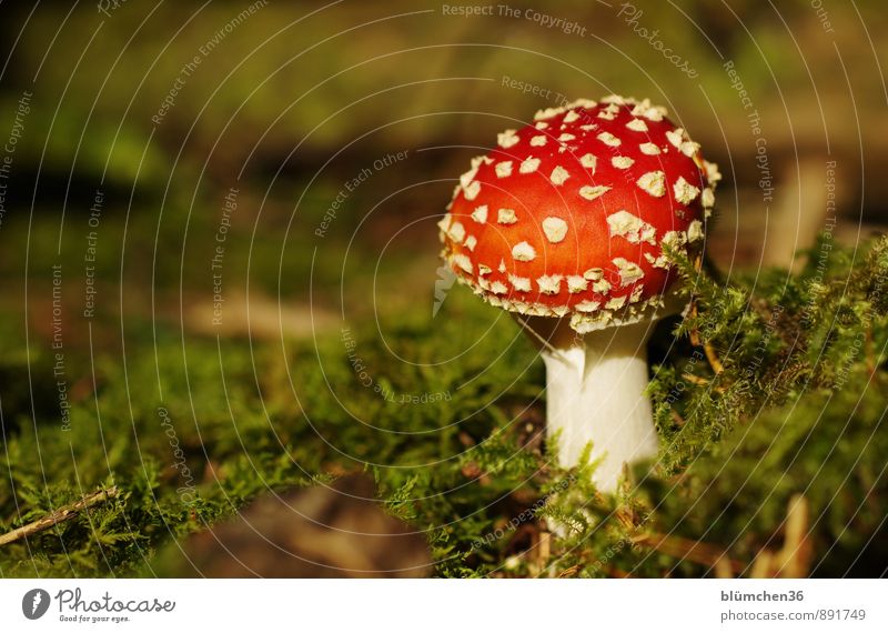 in the wood Nature Plant Autumn Moss Amanita mushroom Mushroom Mushroom cap Forest Stand Growth Threat Natural Round Beautiful Green Red White Good luck charm