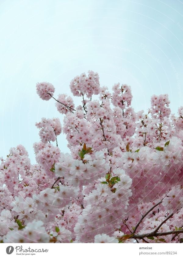 Sakura II Cherry blossom Clouds Pink White Alster Flower Spring sakura Japanese cherry blossom Nature Sky Blue