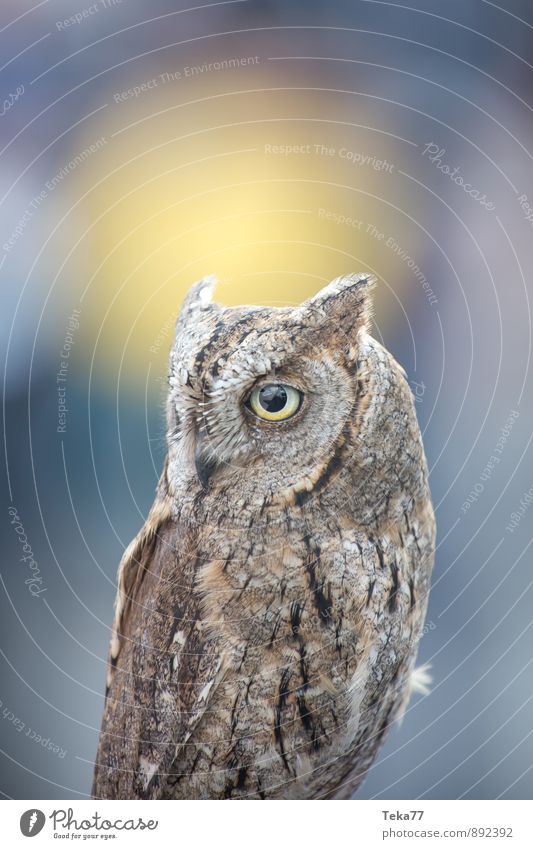 city owl Summer Mail Human being Hand Nature Town House (Residential Structure) Animal Pelt Claw Owl birds 1 Emotions Perturbed Timidity Respect Colour photo