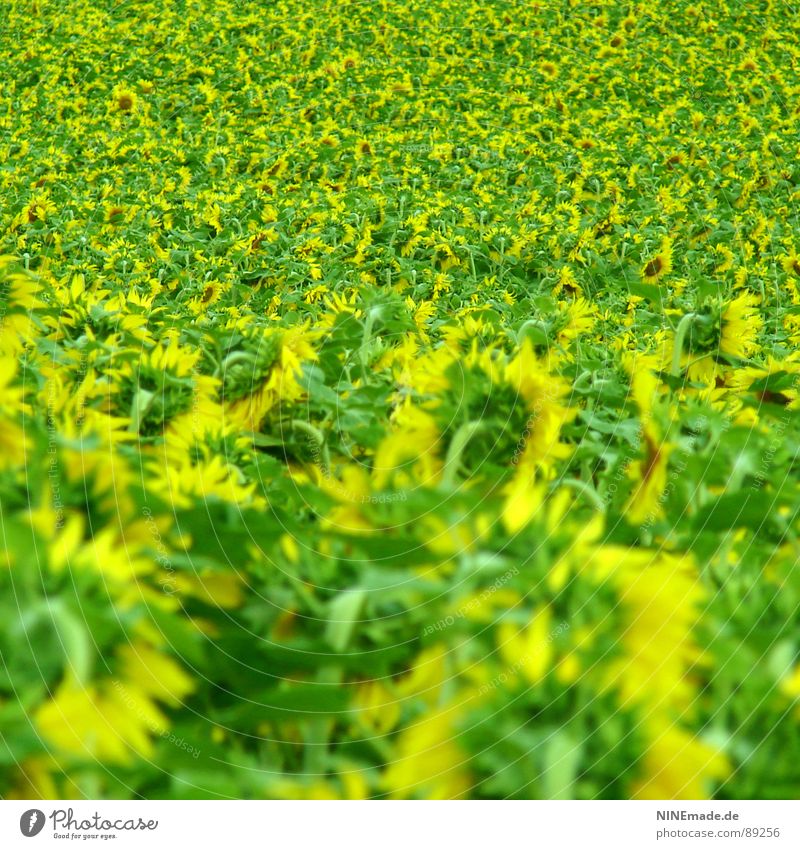 sunflower fleece Sunflower Flower Sunflower field Field Green Yellow Happiness Multiple Blossom Blossoming Summer merry vibrant colours Many many flowers