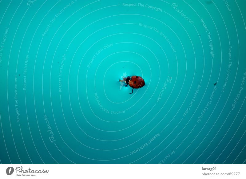 Insect in the pool Ladybird Turquoise Point Landing Strip Disaster Drown Crash landing Good luck charm Swimming pool Bow Structures and shapes Surface tension