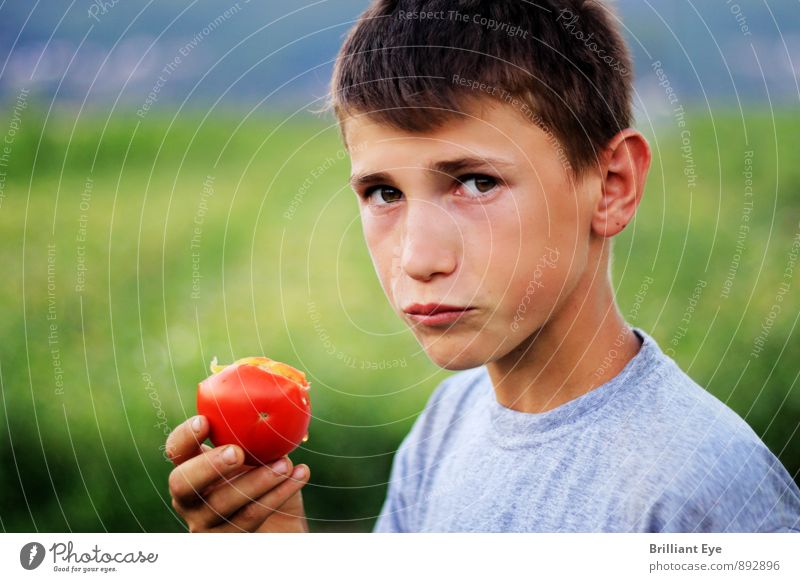 Boy eats freshly picked tomato Vegetable fruit Eating Organic produce Lifestyle Summer Agriculture Forestry Masculine Boy (child) 1 Human being 3 - 8 years