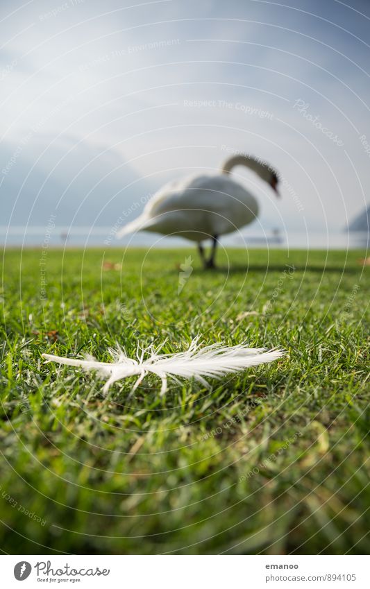 feather Nature Landscape Plant Animal Water Sky Weather Grass Alps Lake Bird Swan 1 Walking Natural Green White Love of animals Loneliness Movement Feather