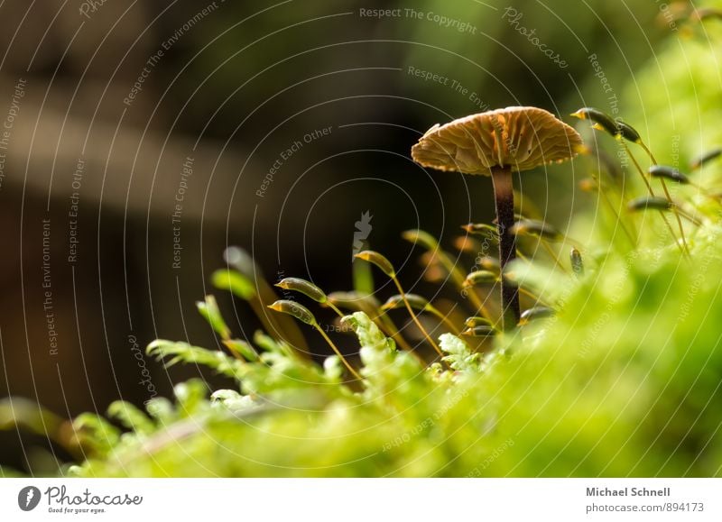 Towards the Light II. Environment Nature Mushroom Forest Natural Brown Green Growth Stretching Upward Colour photo Exterior shot Close-up Copy Space left