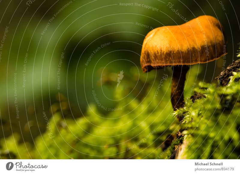solitary Environment Nature Summer Autumn Mushroom Forest Stand Small Natural Soft Green Orange Beautiful Poison Loneliness Colour photo Exterior shot Close-up