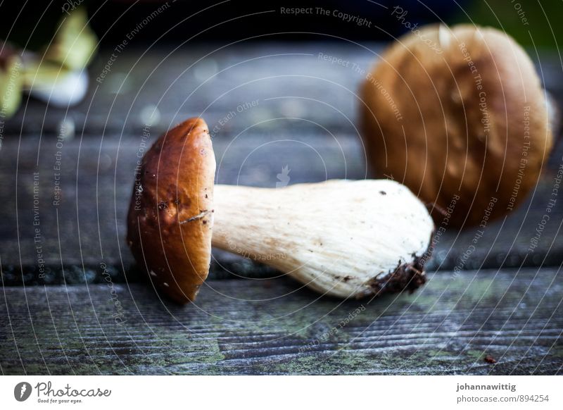 karljohan Nature Autumn Forest Dirty Delicious Juicy Wild Brown White Boletus Wooden table Woody Rough Find Search Collection Healthy Eating Raw vegetables