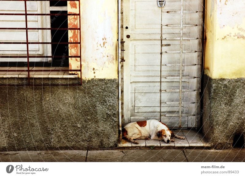 powernapping Calm Relaxation Dog Cuba Guard Midday sun Siesta Pet Snoring Mammal Safety Door Street Shadow Peaceful late riser Watchdog Street dog