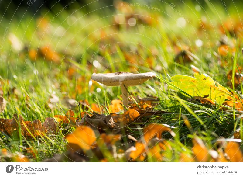 old parasite Food Environment Nature Plant Autumn Garden Park Meadow Field Forest Stand Growth Mushroom Colour photo Exterior shot Close-up Deserted