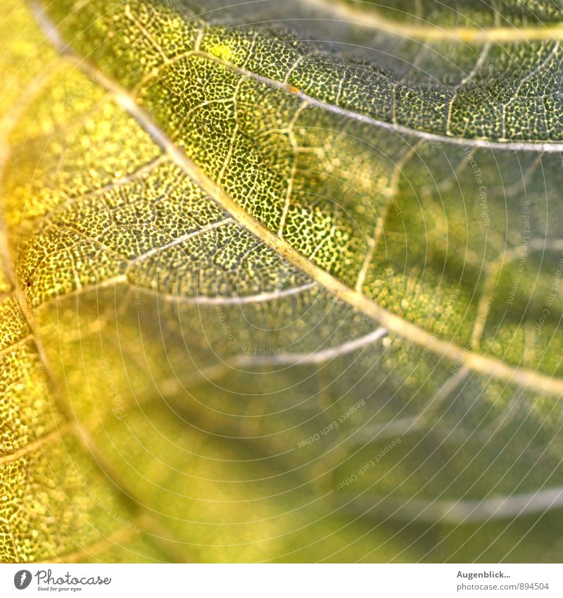 between summer & autumn... Nature Leaf Foliage plant Meadow Glittering Near Warmth Yellow Green Beautiful Close-up Macro (Extreme close-up) Deserted Light