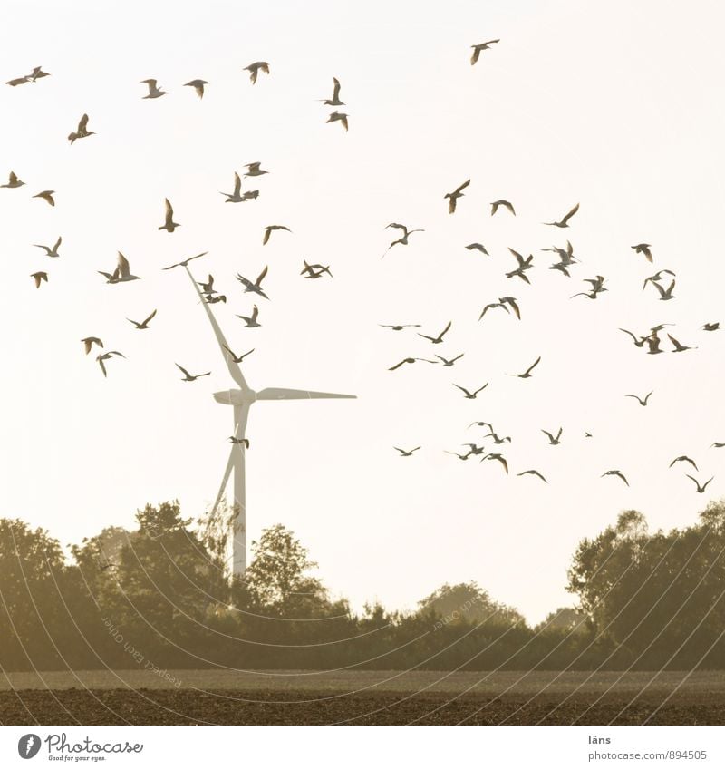 Birds and wind power Energy industry Wind energy plant Sky Tree Field Flock Movement Flying Force Beginning Resolve Ease Performance Pinwheel Flock of birds