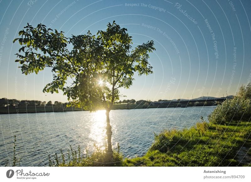 on the Danube Environment Nature Landscape Plant Air Water Sky Horizon Sun Sunlight Summer Weather Beautiful weather Tree Grass River Vienna Bright Blue Yellow