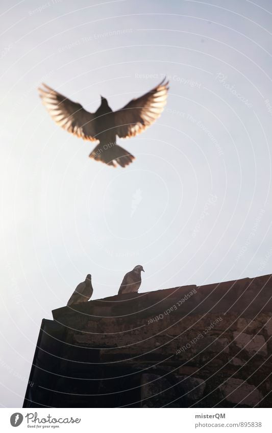 fly. Art Esthetic Contentment Flying Pigeon Dovecote Dove-cotes Wing Freedom 3 Bird Bird's-eye view Air Ease Span Roof Colour photo Subdued colour Exterior shot