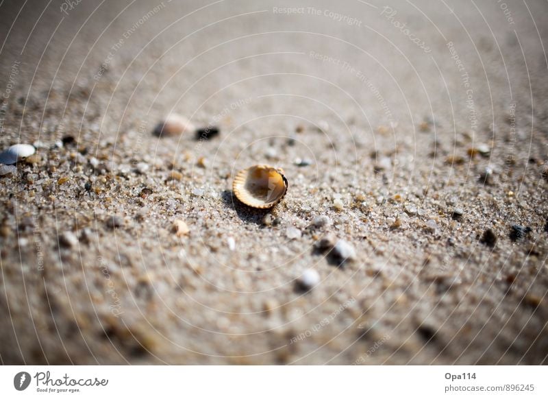 seashell Environment Nature Plant Animal Summer Coast Beach North Sea Ocean Island Lie Wait Protection "Loneliness by oneself Sylt Sand seashells Mussel stones