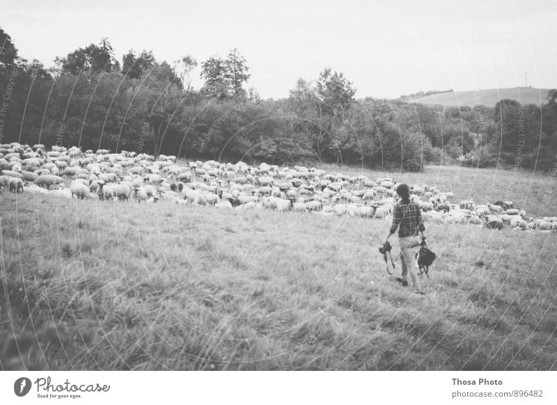 sheep Feminine 1 Human being Summer Going Sheep Flock Pasture Camera Group Herd Black & white photo