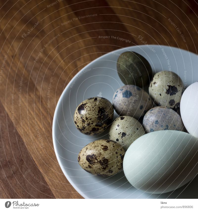 like one egg to another... Food Egg Quail's egg Hen's egg Nutrition Plate Simple Uniqueness Attachment Mixed Dappled Speckled Sheath Wooden table Equal Argument
