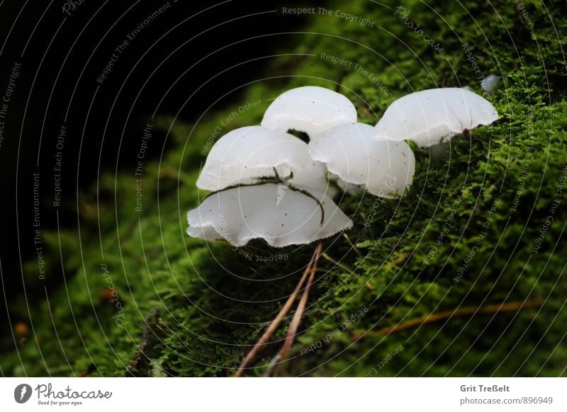 Pseudohydnum gelatinosum (ice mushroom) Food mushrooms Organic produce Vegetarian diet Nature Moss Forest Discover Looking Healthy Green White Colour photo